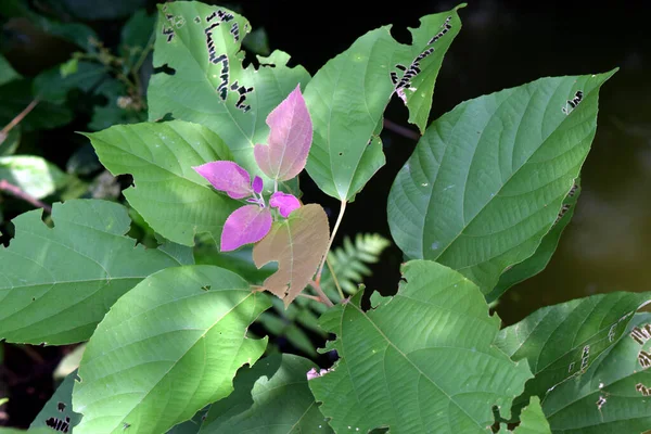 Liść Rośliny Mallotus Philippensis Różowe Zielone Liście Ciemnej Naturze — Zdjęcie stockowe