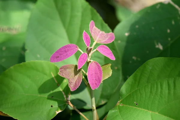 Foglia Mallotus Philippensis Foglie Rosa Verdi Sulla Natura Scura — Foto Stock