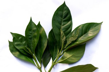 Vasaka, Malabar fındık ağacı beyaz arkaplanda yapraklar bırakır. İlaç bitkisi yaprağı.. 