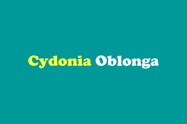 Cydonia Oblonga tıbbi element tipografi metin vektör tasarımı. Tıp bilimi kavramsal posteri, afişi ve tişört tasarımı.