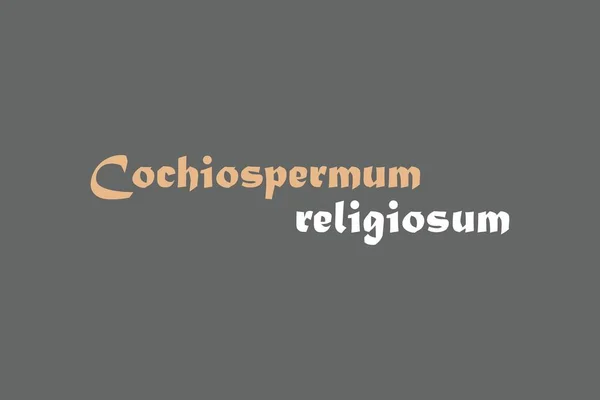 Cochiospermum Religiosum Elemento Medicinal Tipografia Desenho Vetor Texto Cartaz Conceitual —  Vetores de Stock