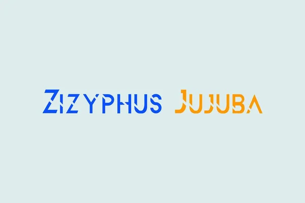 Zizyphus Jujuba Лекарственные Элементы Типографский Текст Векторный Дизайн Концептуальный Плакат — стоковый вектор