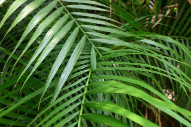Calamus Palm leaves in nature. Tropical Calamus Palm green leaves textures.