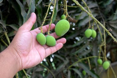 Araştırmacının elinde küçük mangolar var. Ağaçta mango var. Yeşil çiğ mango