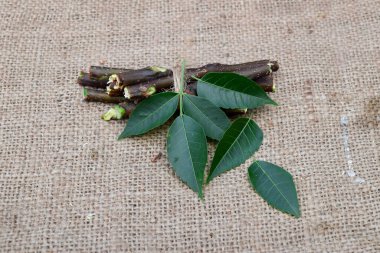 Tıbbi Neem yaprakları ve kavramsal kavramsal kavramsal arka planda dallar. Aroma, güzellik ve ayurvedik şifalı bitki için kullanışlı bir ağaç.. 