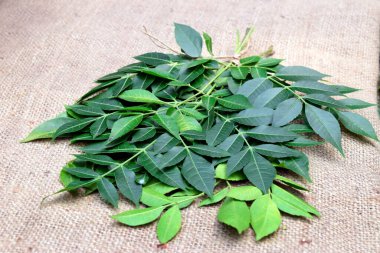 Jüt kumaş arka planında Neem yaprakları var. Neem 'in Bilimsel adı Azadirachta Indica. Neem ağacı Nim ya da Margosa olarak bilinir. Neem şifalı bir bitkidir.. 