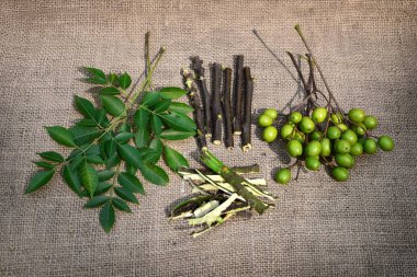 Ayurvedik şifalı bitkiler için meyve ve yaprak. Meyveler, yapraklar ve ağaç dalları jüt kumaş arka planda. Ayurveda tedavisi için yeşil yapraklar, tohum ve kökler.