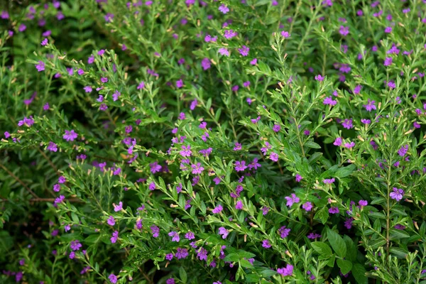 Pink Cuphea Hyssopifolia flowers. False Heather Or Mexican Heather blossoms. Medicinal False heather, Elfin herb or Cuphea hyssopifola flowers. False heather, Elfin herb or Cuphea hyssopifola flowers.