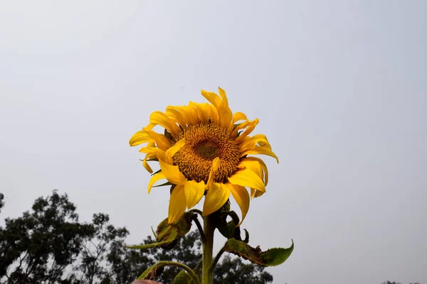 Yellow Sunflower Nature Sunflower Field Evening Nature Selective Focus —  Fotos de Stock
