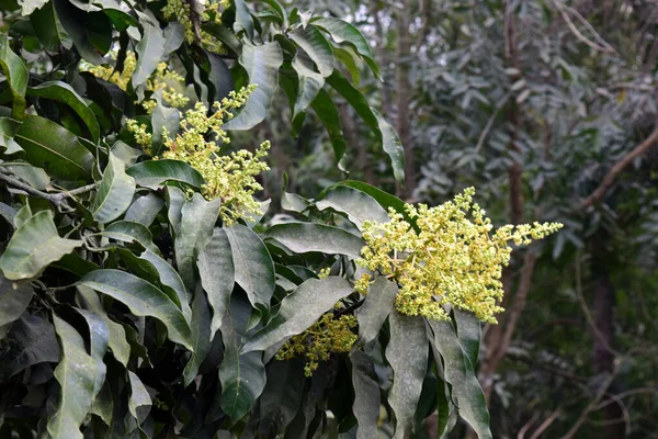 Mango blossoms on the mango tree. The flowers bloom before the mango fruit matures.