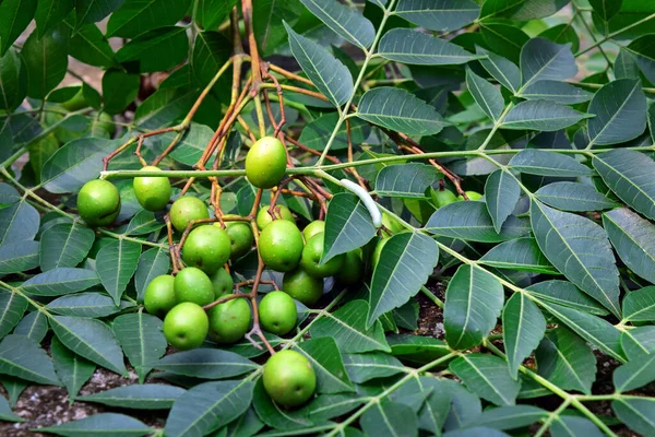 Neem leaves and fruits. Neem seeds with leaf. Neem tree medicinal herbs plant. Neem known as Margosa. Ayurvedic medicinal plant.
