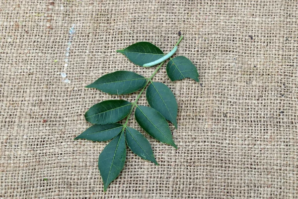 Neem Leaves Small Insect Jute Fabric Background Neem Leaves Ayurvedic — Stockfoto