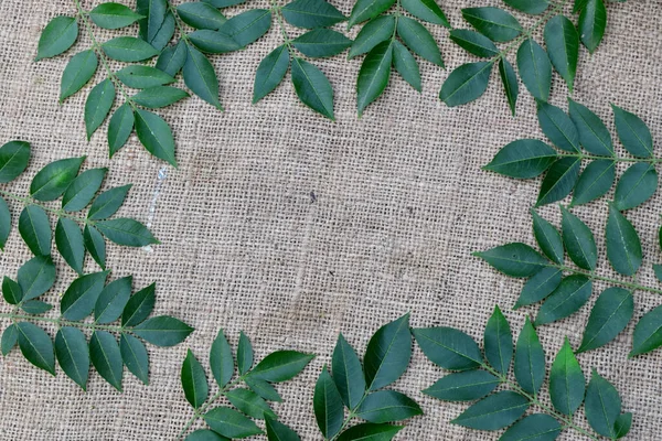 Branch Azadirachta Indica Neem Tree Showing Compound Frame Leaves Neem — Stockfoto