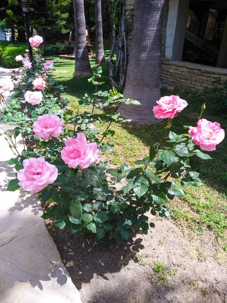 Beautiful Flowers Growing Outdoor Garden Roses Flora — Stockfoto