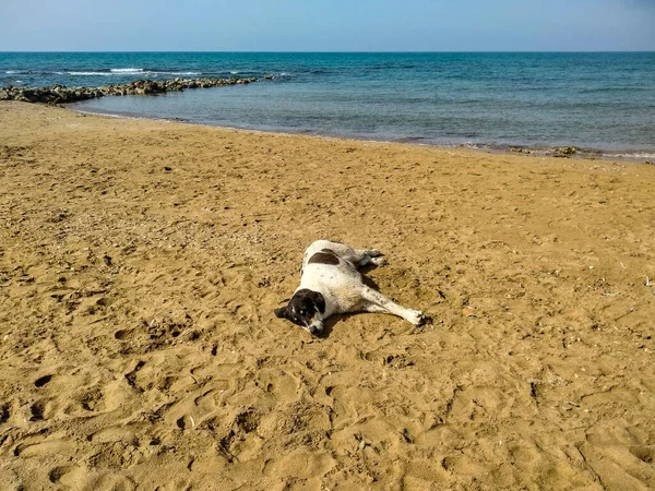 Pes Písku Pláži — Stock fotografie