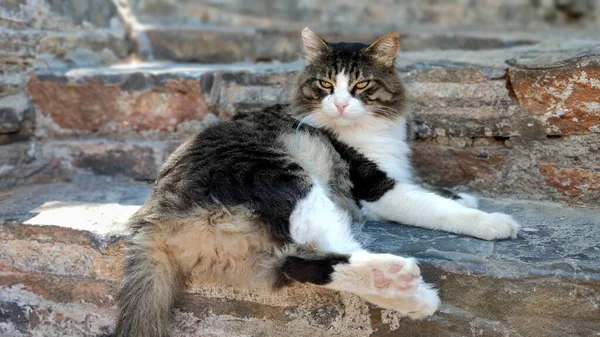 Close Portrait Cat Sitting Stone Stairs — Stockfoto