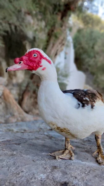 Black White Duck Red Head Street — Foto de Stock