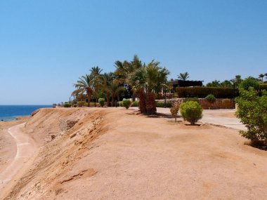 Sahilde palmiye ağacı olan güzel bir deniz manzarası.