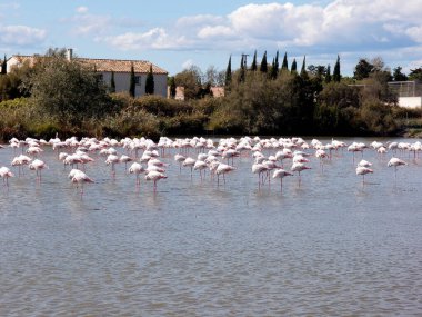 Gölün sularında daha büyük bir flamingo sürüsü
