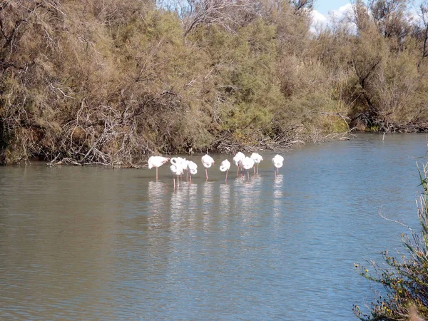 Flock Greater Flamingos Lake Water — Stockfoto