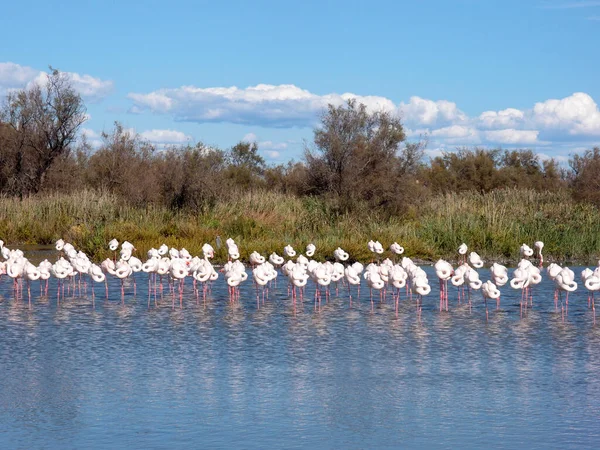Flock Greater Flamingos Lake Water — Stockfoto