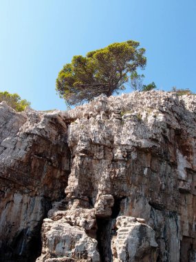 Adanın kayalık kıyılarının güzel manzarası. Arka planda tek başına bir ağaç ve mavi gökyüzü var. Deniz manzarası.