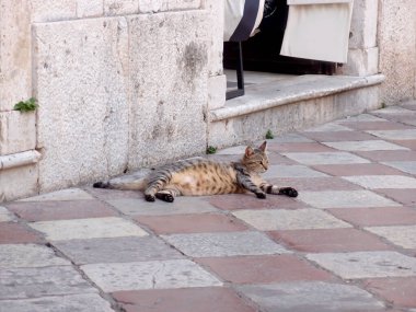 Kedi sokakta oturuyor.