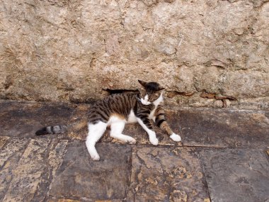 Kedi sokakta oturuyor.