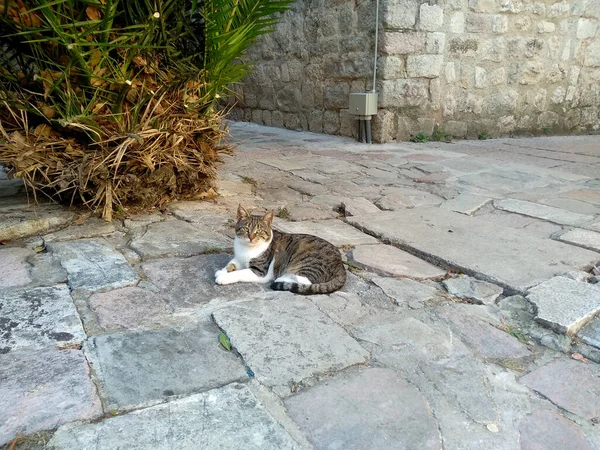 Cat Sitting Street — Stock Photo, Image