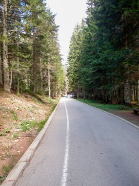 Ormandaki uzun ağaçlar arasında güzel bir yol manzarası.