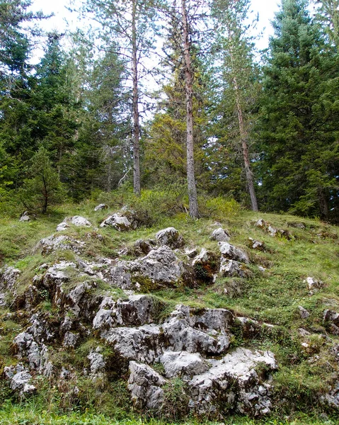 Pohled Krásnou Horskou Krajinu Zeleným Trávníkem Lese — Stock fotografie