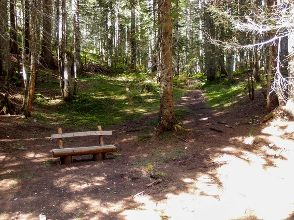 Beautiful view of a bench with a path between tall trees in the forest