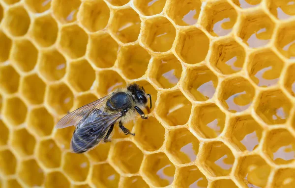 One Bee Beeswax Honey Royalty Free Stock Photos