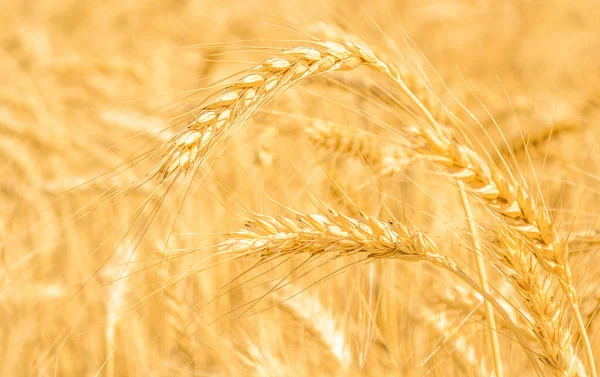 Wallpaper field of dry wheat