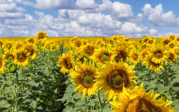 background from a field of blooming sunflowers