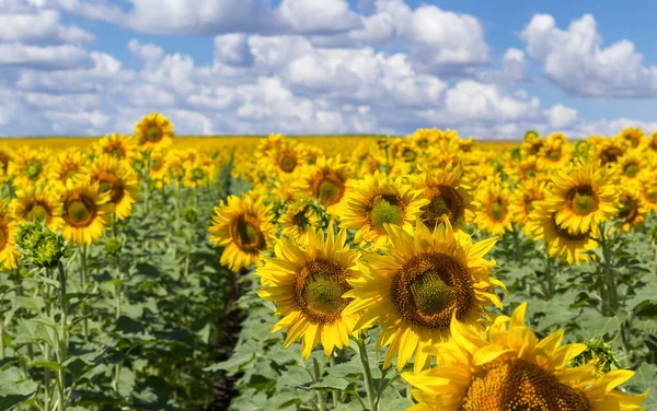 Background Field Blooming Sunflowers — Stockfoto