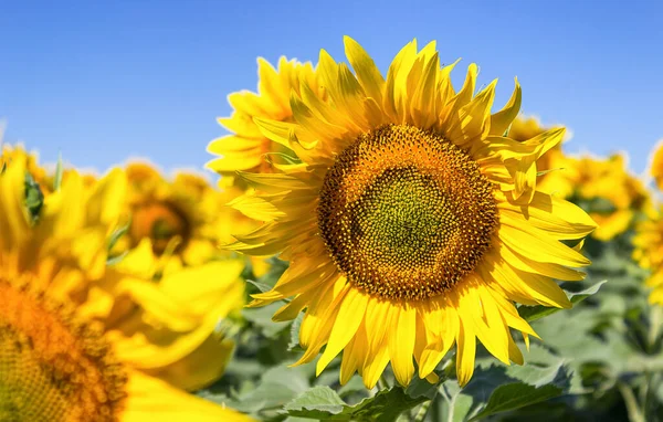 wallpaper of sunflowers, close-up of a sunflower head