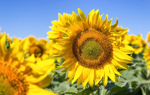 Wallpaper Sunflowers Close Sunflower Head — Stockfoto