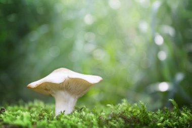One mushroom in the forest natural background