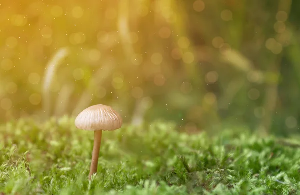 Little mushroom on moss natural wallpaper