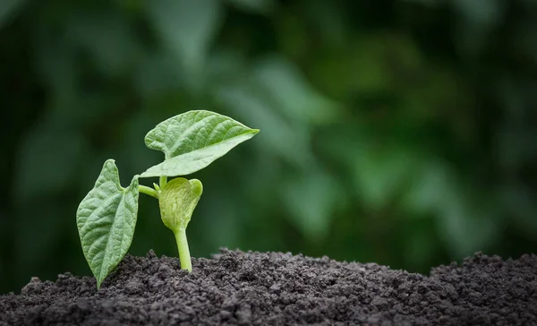 Ecology Concept Background Plant Growing Out Soil — Fotografia de Stock