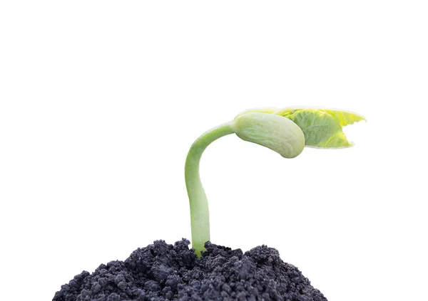 One Bean Sprout White Background — Zdjęcie stockowe