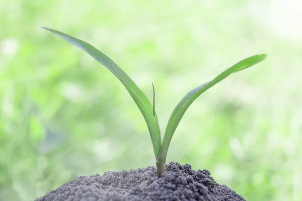 One Corn Sprout Grows Ground — Zdjęcie stockowe