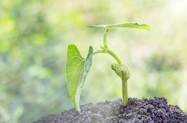 Bean Sprout Growing Ground Ecology Concept — Foto de Stock