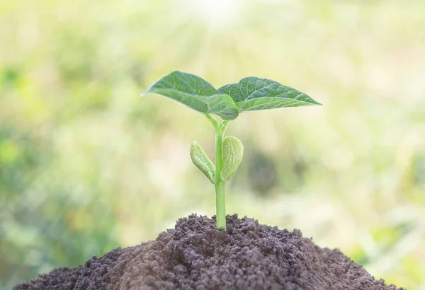 One Small Bean Sprout Rises Ground — Fotografia de Stock