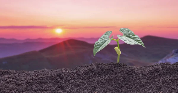 Ecological Concept Bean Sprout Background Mountains — Foto de Stock