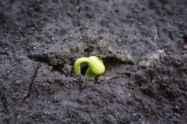sprouts through the ground bean sprout, ecology concept