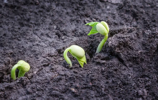 ecology concept, background with earth sprouts three bean sprouts