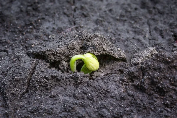 Sprouts Ground Bean Sprout Ecology Concept — Fotografia de Stock