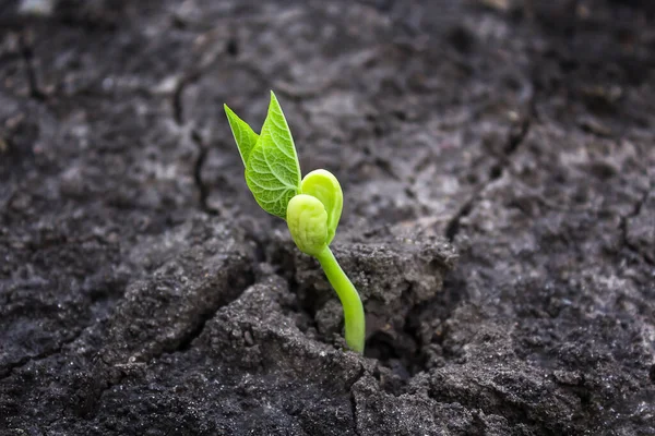 ecology concept, background with earth sprouting sprout